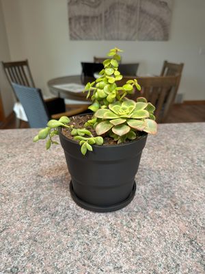 Modern Planter Pot with Drainage Tray – photo 5