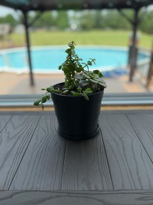 Modern Planter Pot with Drainage Tray – photo 6